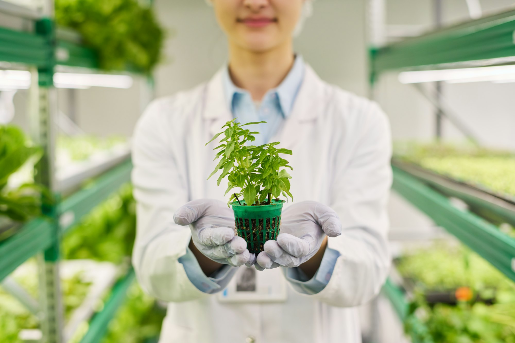 Close-up of gloved hands of agro engineer in lab coat holding seedling